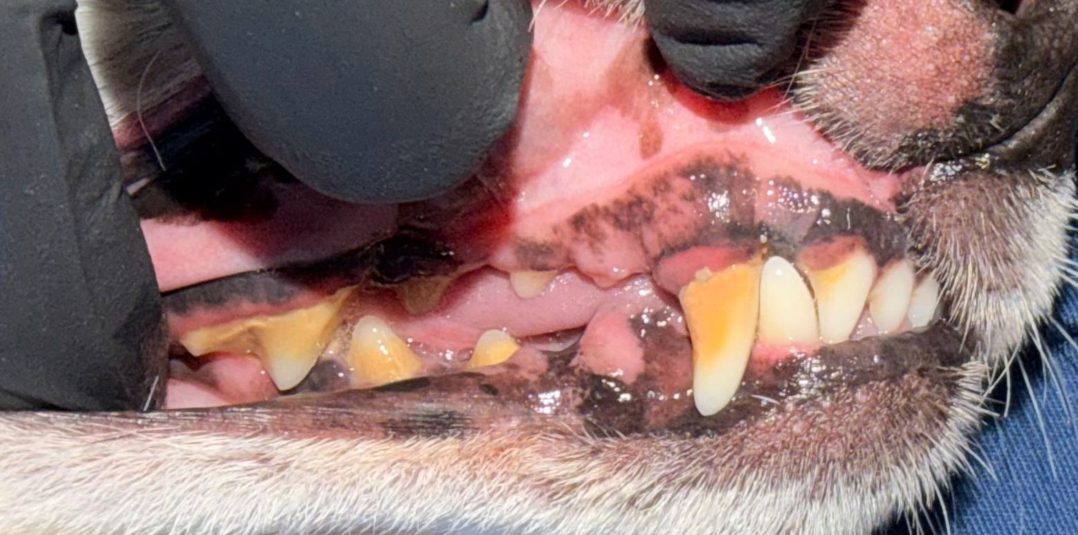 Before Dental Cleaning